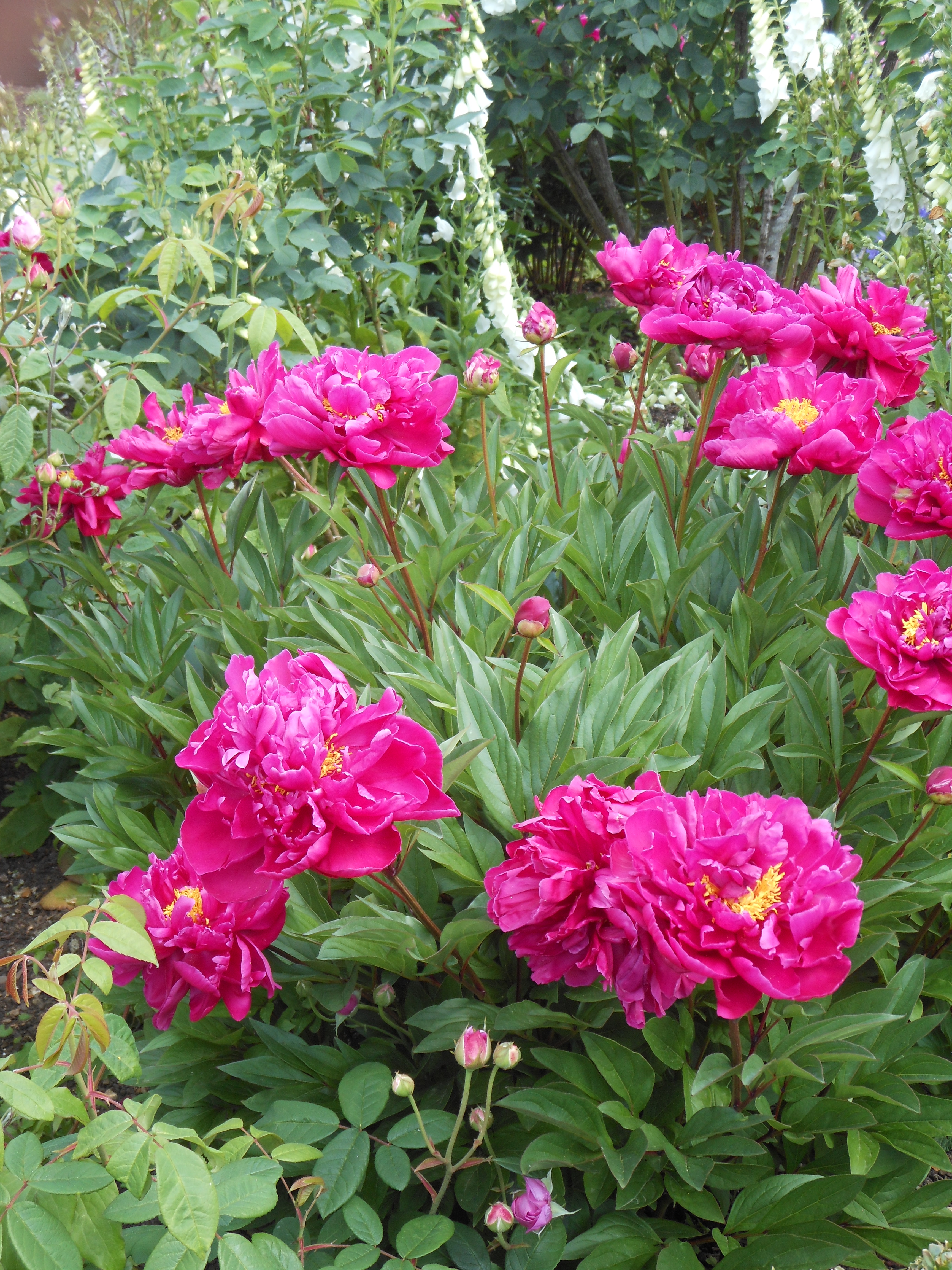 Well Dressings Bakewell